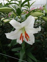 [5274 Siberia MAK No01.JPG]